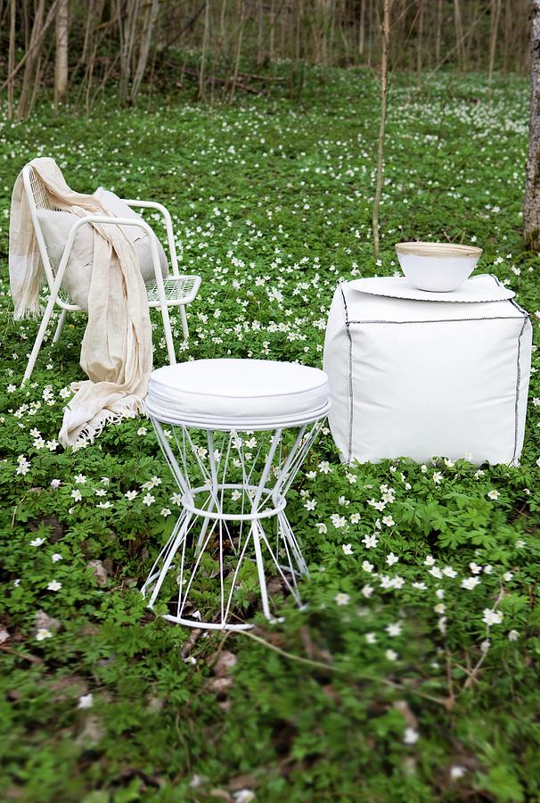White Wire Chairs And Stool In Woodland Clearing Carpeted In Wood Anemones Photograph by Annette Nordstrom