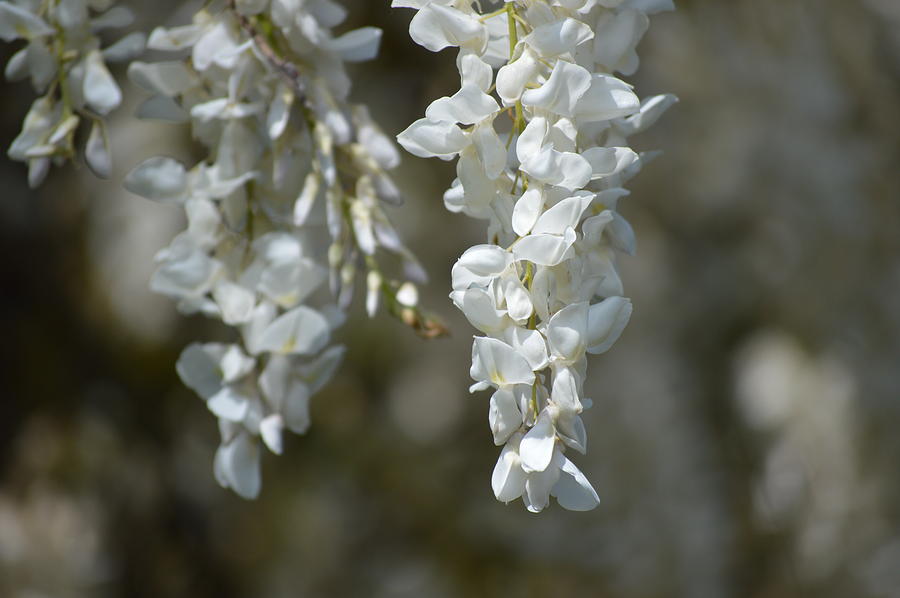 White Wisteria Blooms Photograph
