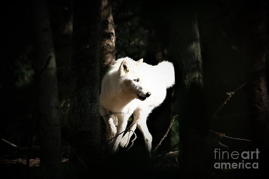White Wolf In Dark Forest Photograph