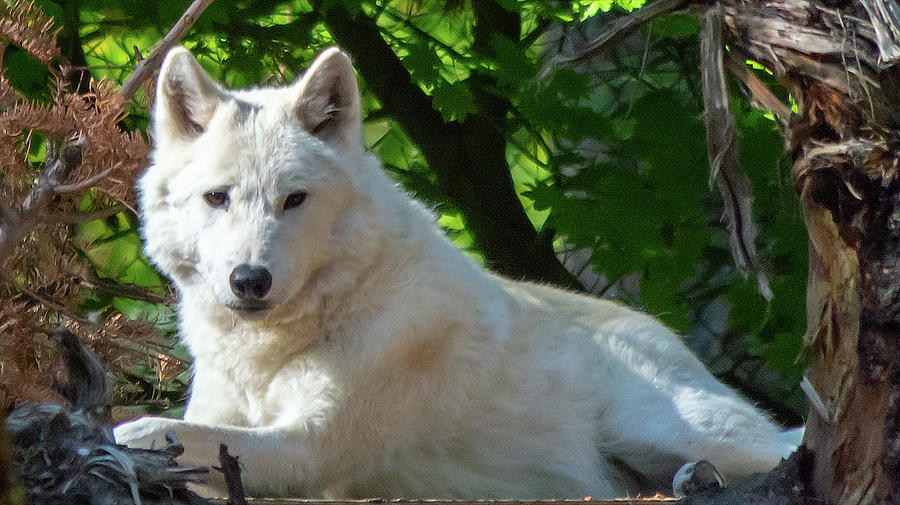 White Wolf Photograph by Timothy Anable