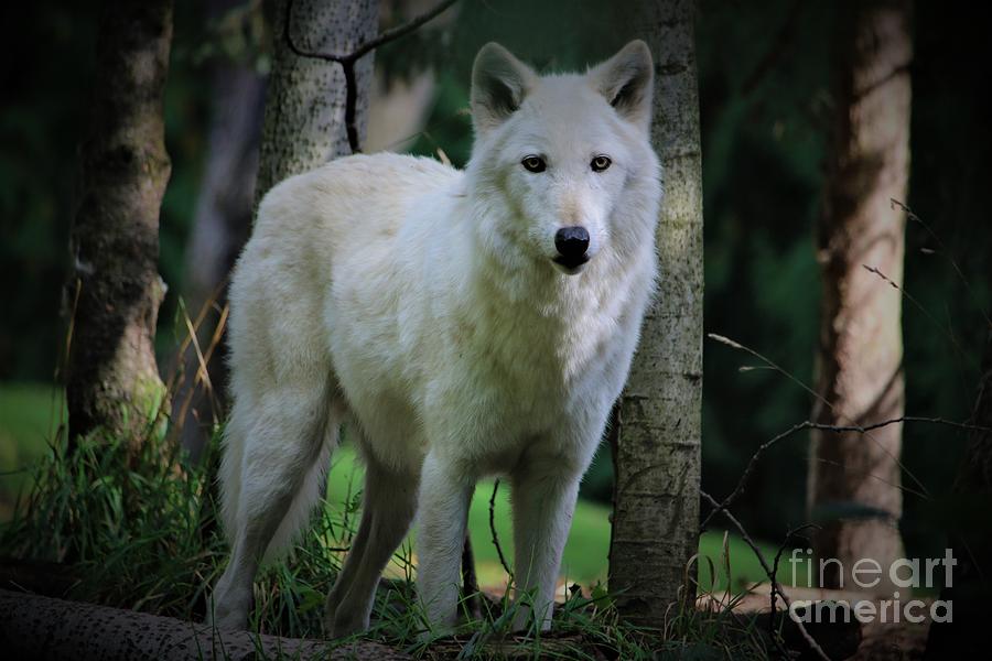 White Wolf Watching Photograph by Nick Gustafson