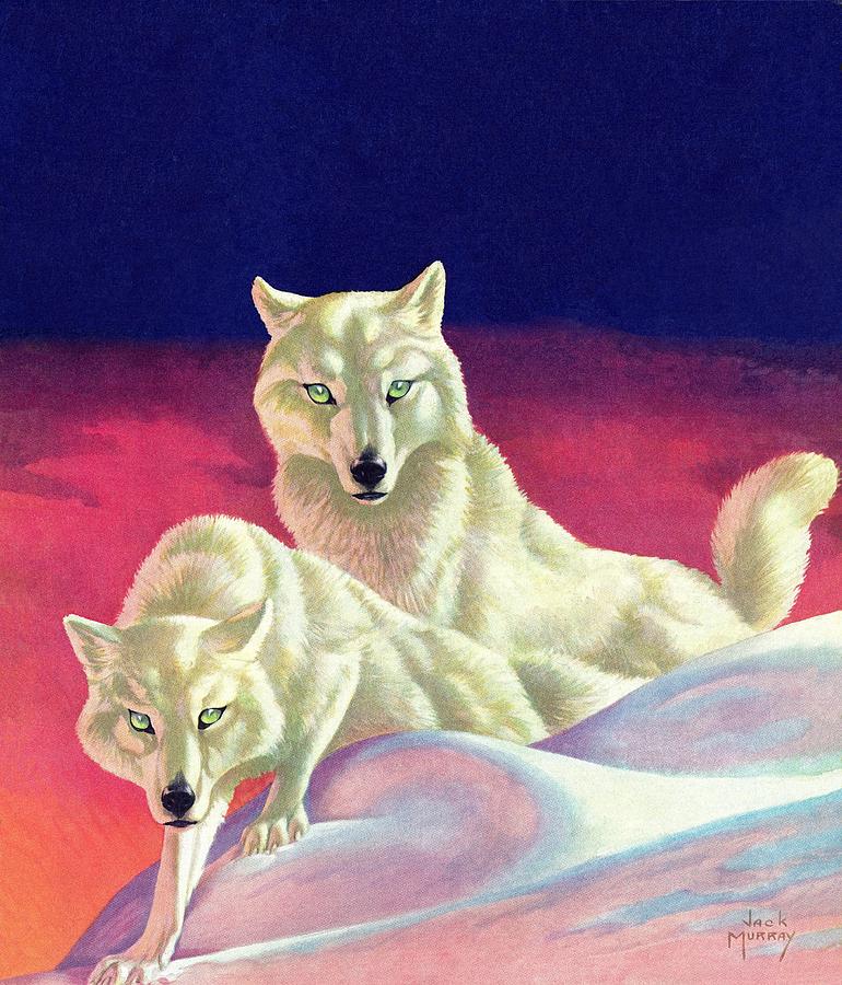 White Wolves Drawing by Jack Murray