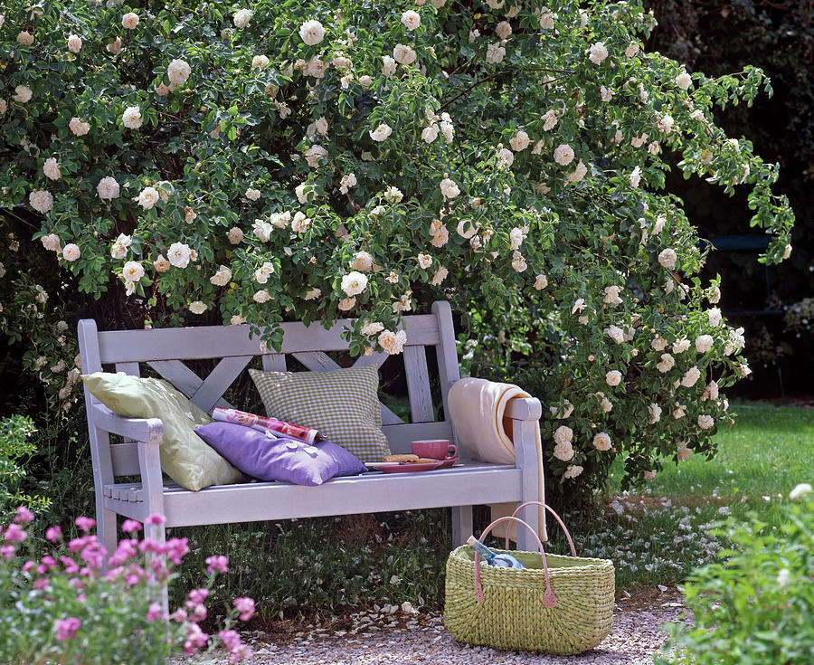 White Wooden Bench Under Rosa Alba maxima shrub Rose Photograph by Friedrich Strauss