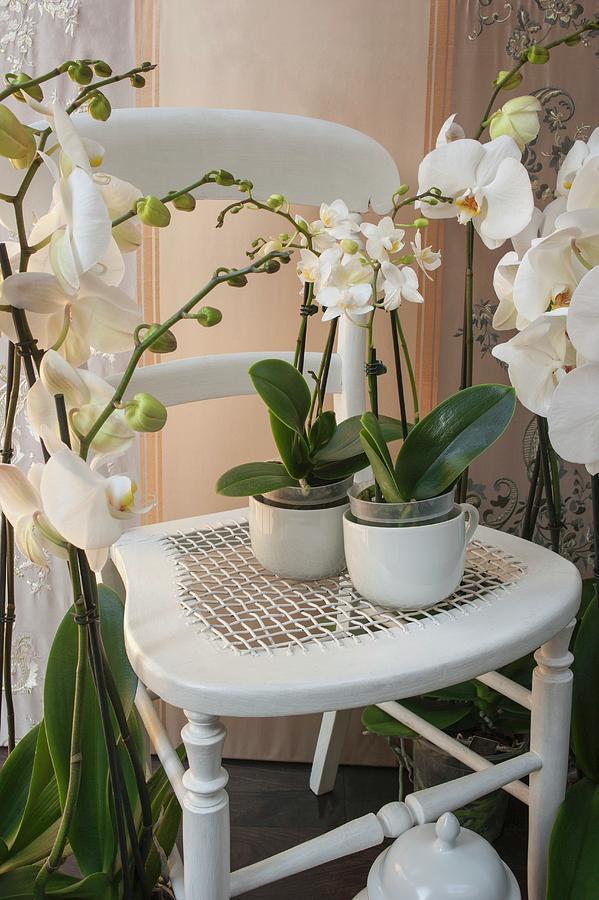 White Wooden Chair Surrounded By White Orchids In Corner Photograph by Linda Burgess