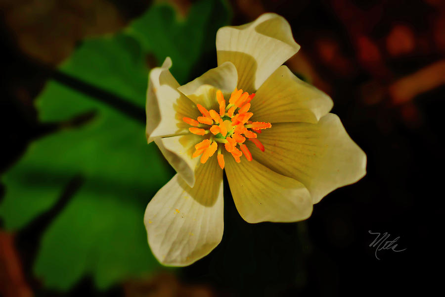 White Yellow Flower Photograph by Meta Gatschenberger