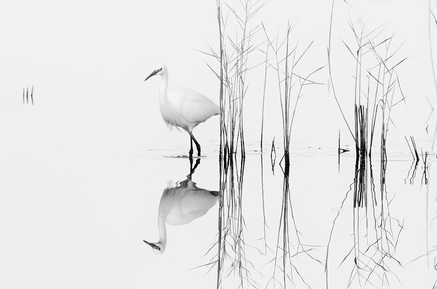 Abstract Photograph - White by Zhecho Planinski /