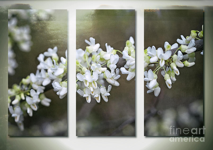Whitebud Triptych Photograph by Ann Jacobson