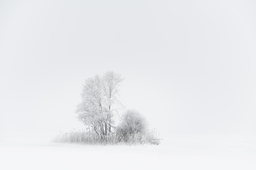 Whiteout Photograph by Tom Meier