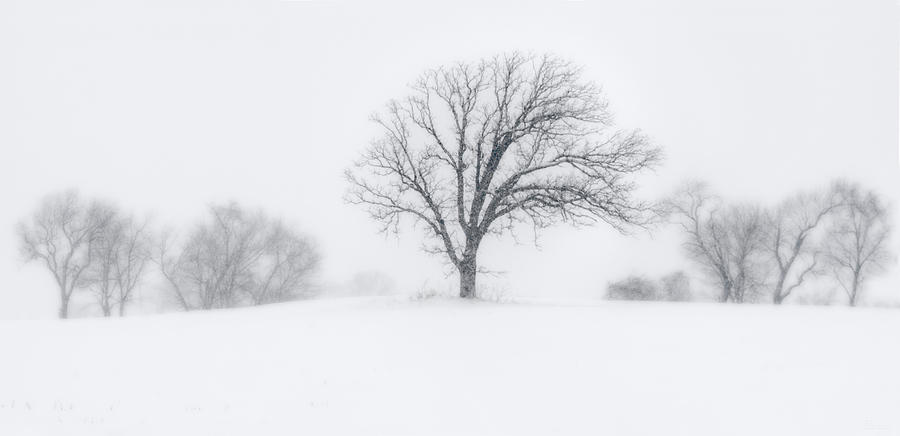 Whiteout - Tree in a prairie blizzard Photograph by Peter Herman