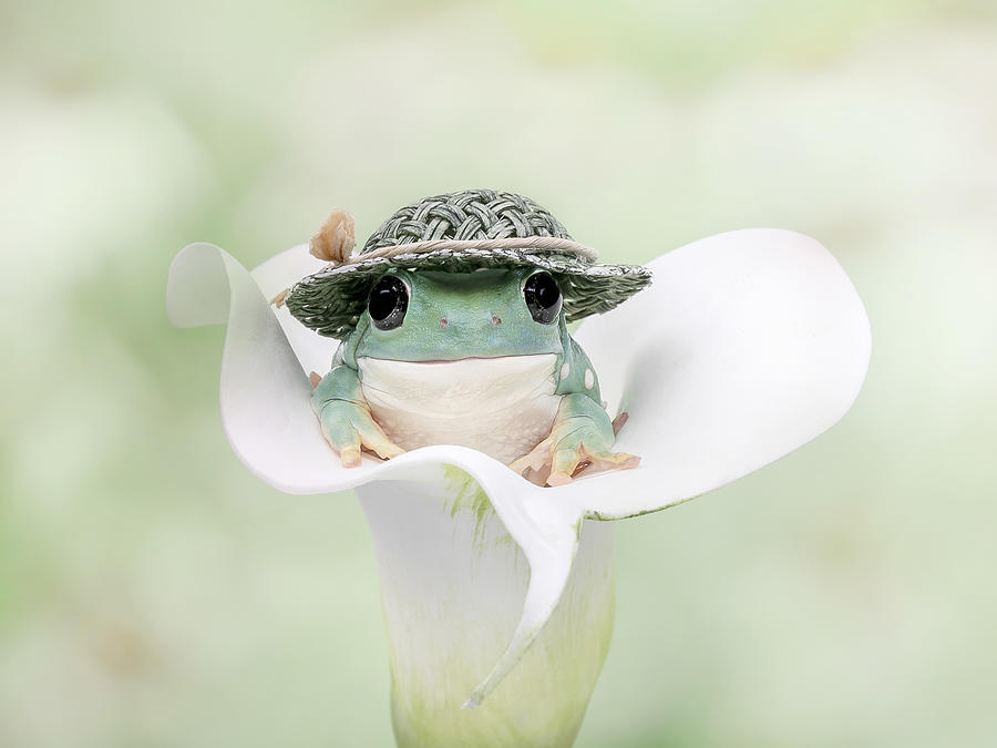 Animal Photograph - Whites Tree Frog Dressed To Go Out by Linda D Lester