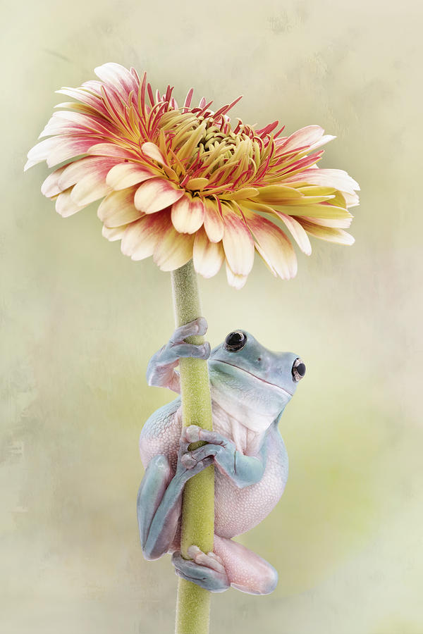Animal Photograph - Whites Tree Frog Holding A Gerbera Flower by Linda D Lester