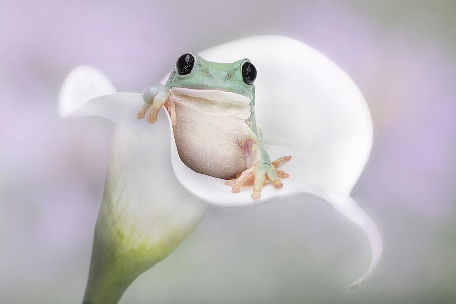 Flower Photograph - Whites Tree Frog On A White Lily by Linda D Lester