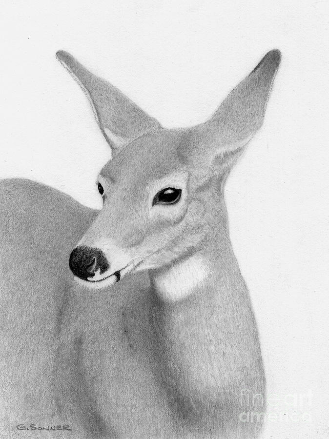 Whitetail Beauty Drawing by George Sonner
