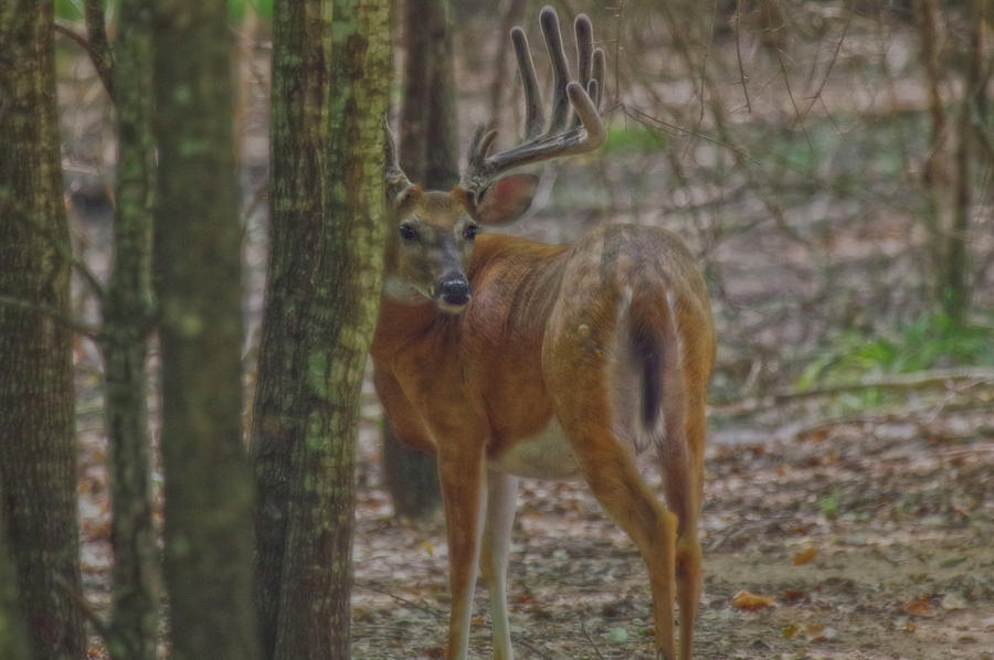 Whitetail Buck in Woods Photograph by Amanda Smith