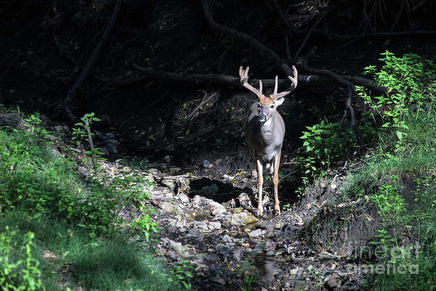Nature Photograph - Whitetail Buck by Rick Mann Nature Photograph - Whitetail Buck by Rick Mann