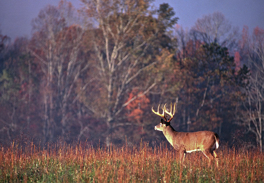 Whitetail Buck Scanning Field Photograph by Keithszafranski