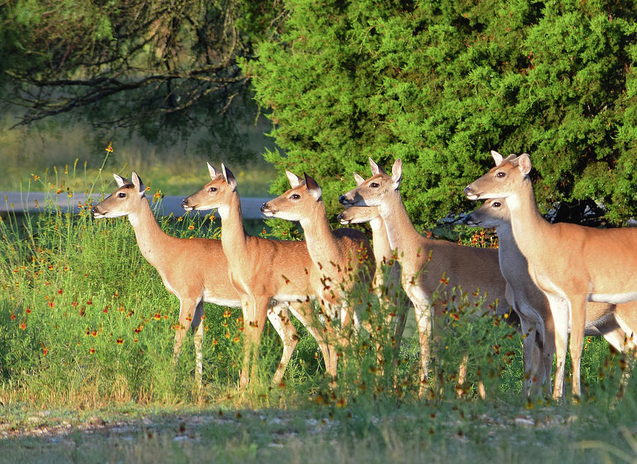 Whitetail Deer - 1 Photograph