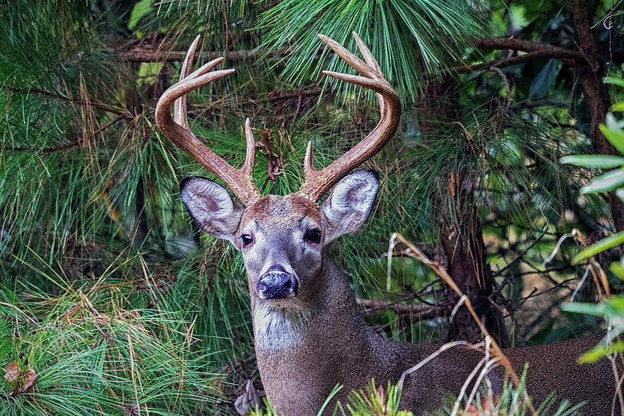 Whitetail Deer Photograph by Bob Decker