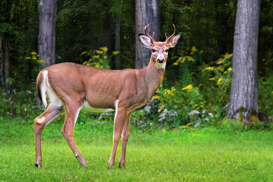 Whitetail Deer Buck Photograph by Christina Rollo