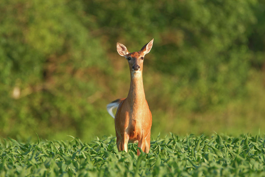 Whitetail Deer Doe Standing In A Summer Photograph by Banksphotos