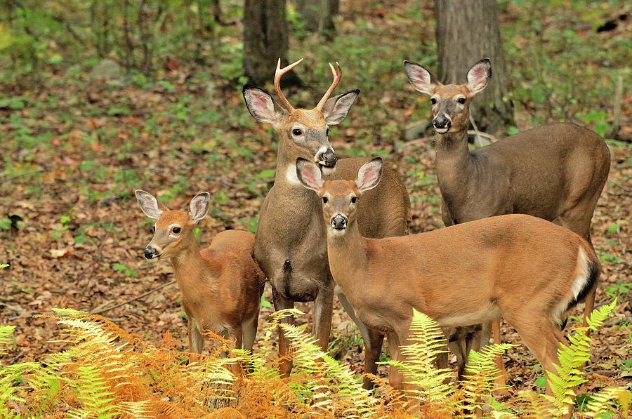 Whitetail Deer Family In Pa Fall Photograph by Beck Photography Pixels