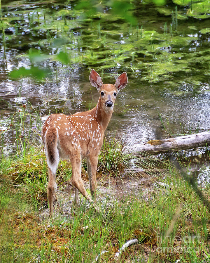 Whitetail deer fawn Photograph by Delphimages Photo Creations