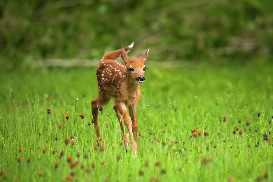 Whitetail Deer Fawn In Field Of Indian Photograph by Jimkruger