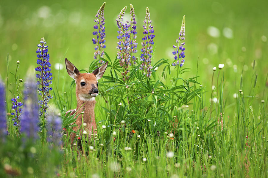 Whitetail Deer Fawn In Spring Flowers Photograph by Jimkruger