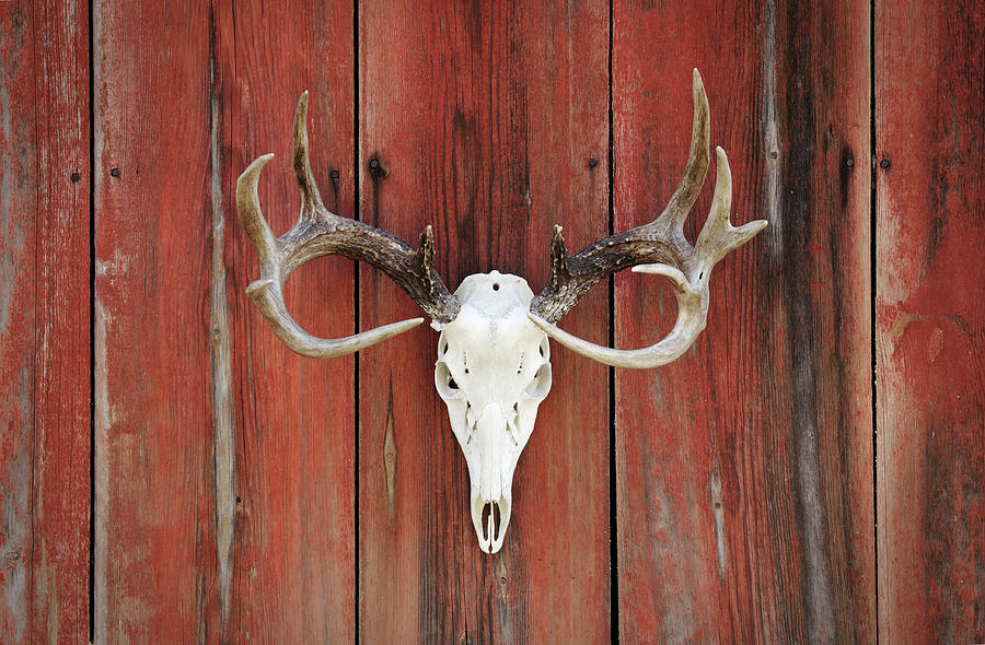 Whitetail Deer Rack On Barnwood Photograph by Nater23