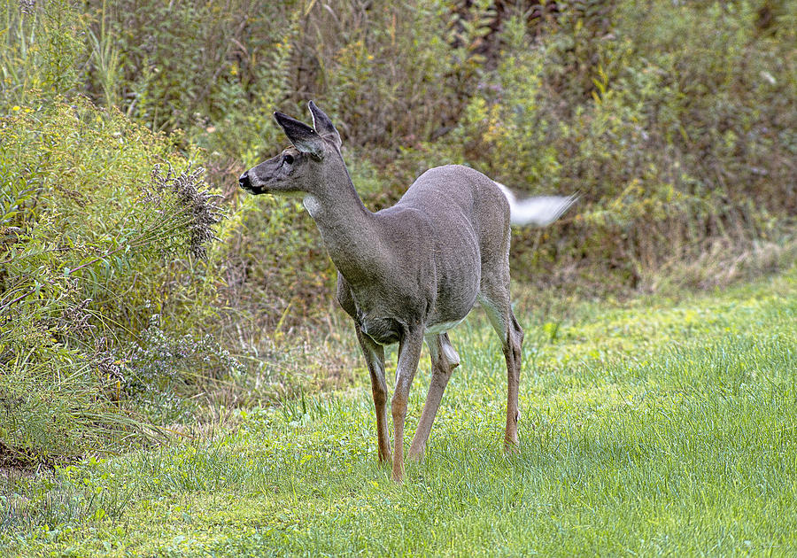 Whitetail Doe Portrait Photograph by Marty Saccone