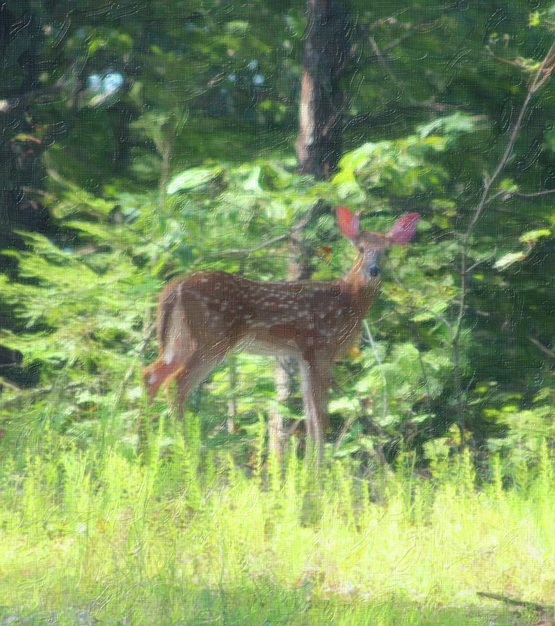 Whitetail Fawn Looking At Me 3 Photograph by Cathy Lindsey | Fine Art ...