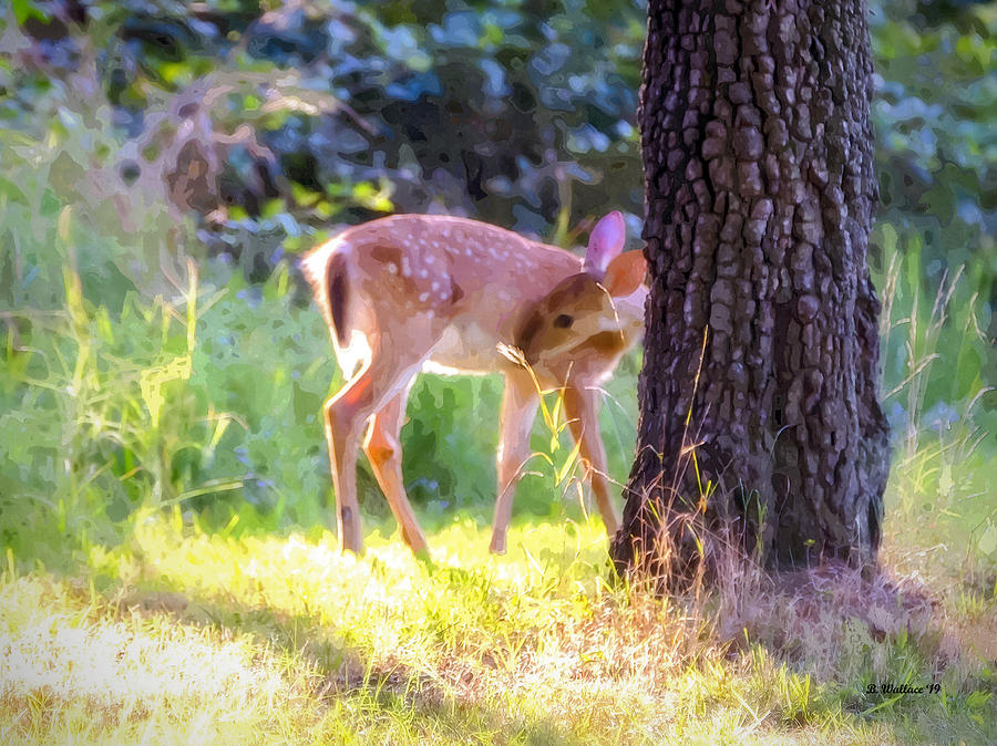 Whitetail Fawn Watercolor FX Photograph by Brian Wallace
