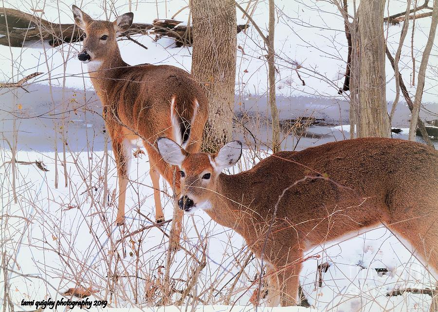 Whitetail Winterlude Photograph by Tami Quigley