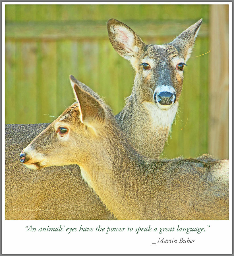 Whitetailed Deer, a Pair of Does Photograph by A Macarthur Gurmankin
