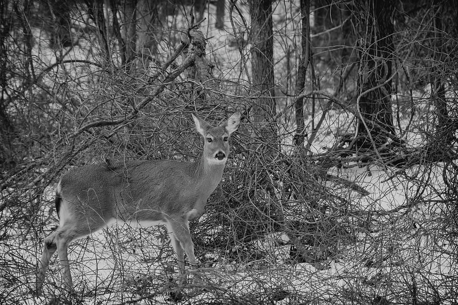 Whitetailed Deer at Stoney Creek Photograph by LeeAnn McLaneGoetz McLaneGoetzStudioLLCcom