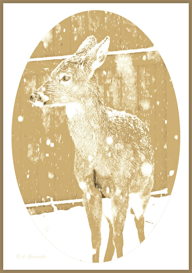 Whitetailed Deer Juvenile in Winter Photograph by A Macarthur Gurmankin