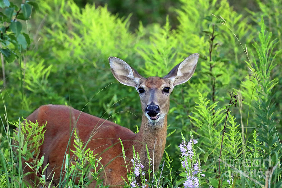 Whitetailed Deer with Smile 0179 Photograph by Jack Schultz