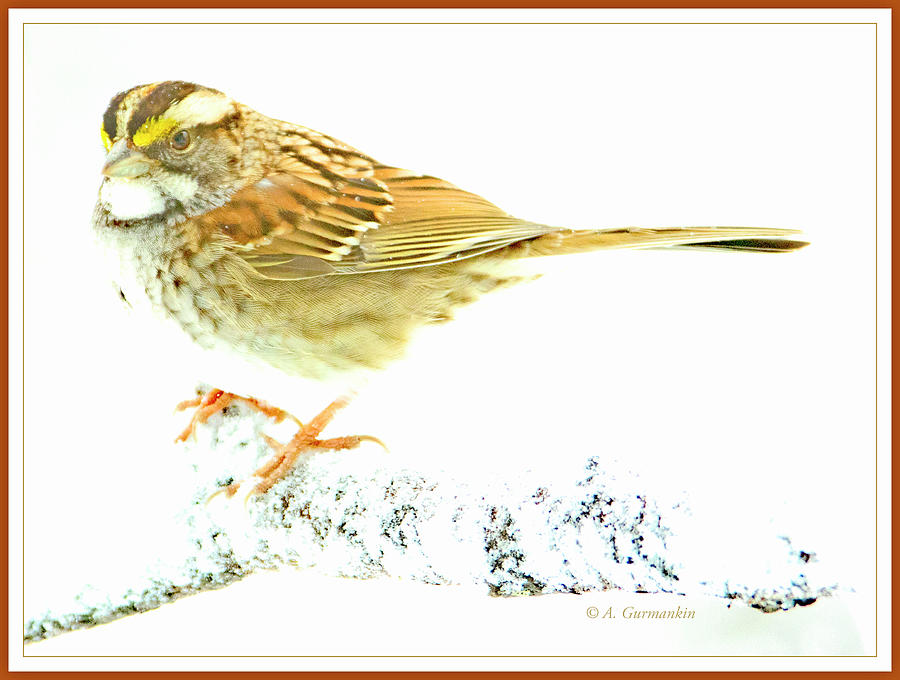 Whitethroated Sparrow on Snow Coated Tree Branch Photograph by A Macarthur Gurmankin