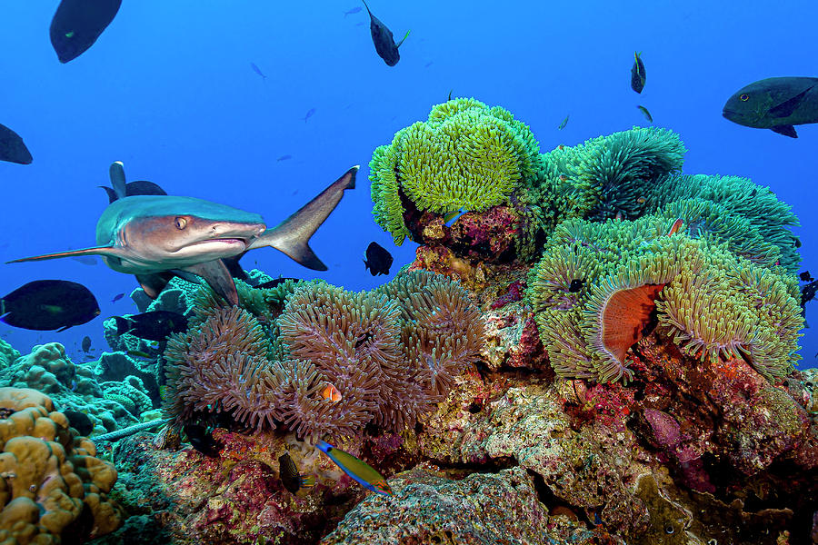 Whitetip Reef Shark Swimming Through An Photograph by Bruce Shafer