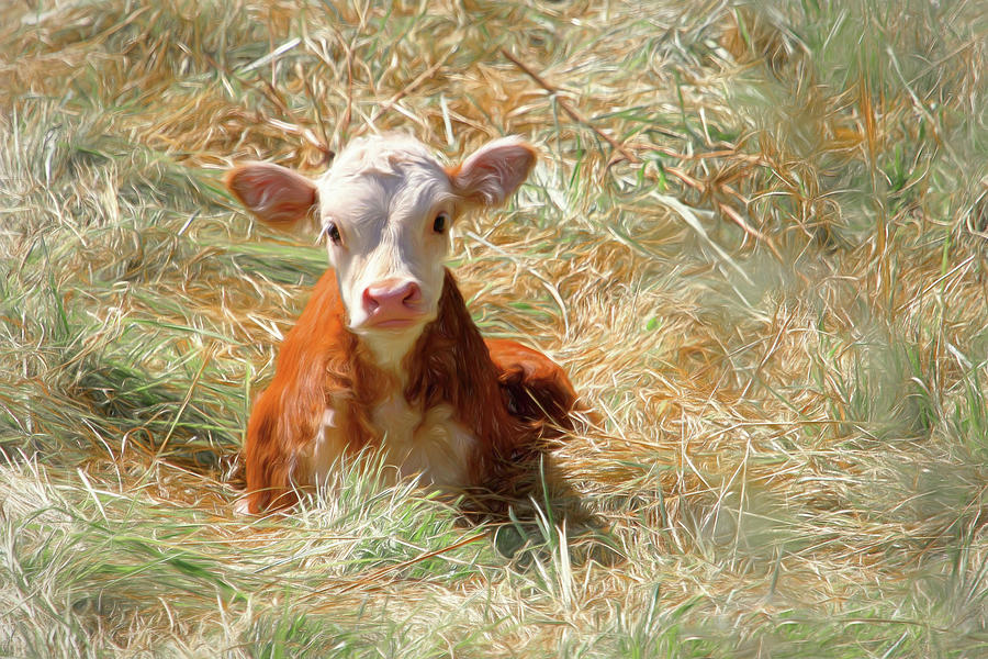 Cow Photograph - Who Dat ? by Donna Kennedy