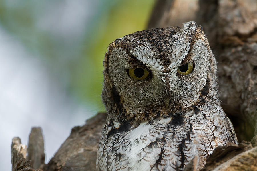 Owl Photograph - Who Gives A Hoot? by Darlene Hewson
