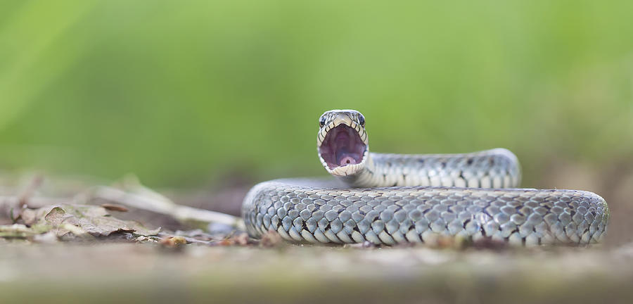 Snake Photograph - Who Has My Fake Teeth by Daan De Vos