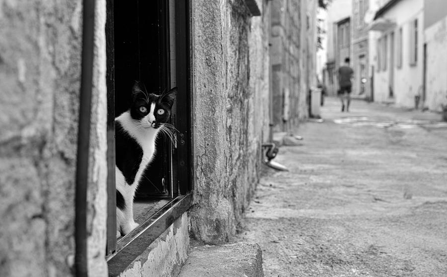 Cat Photograph - Who Is It? by Mina Bal