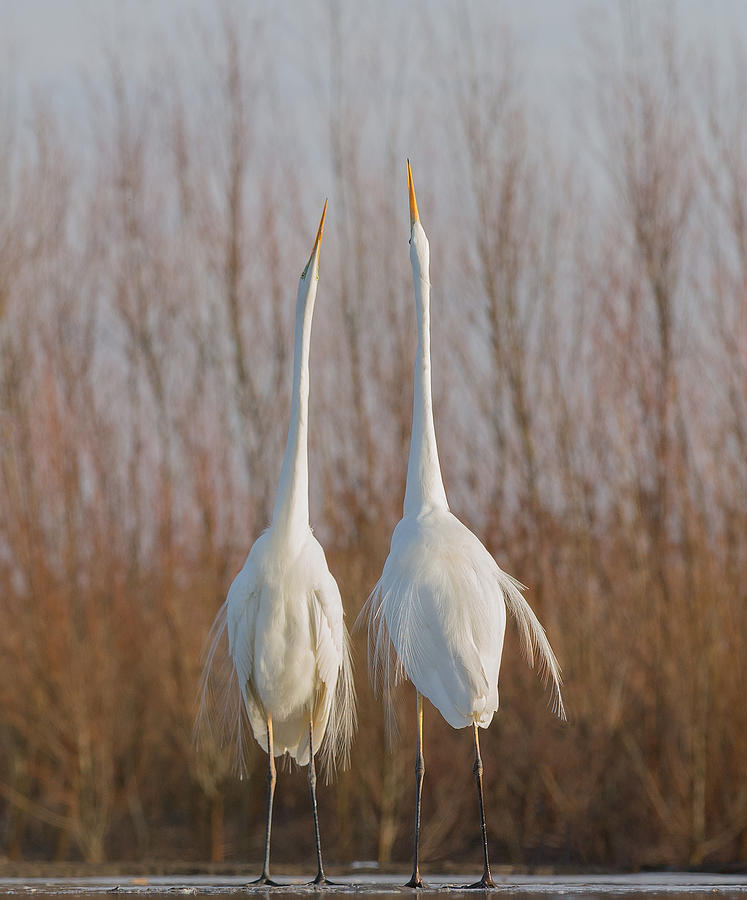 Egret Photograph - Who Is Taller Is The Winer by Cheng Chang