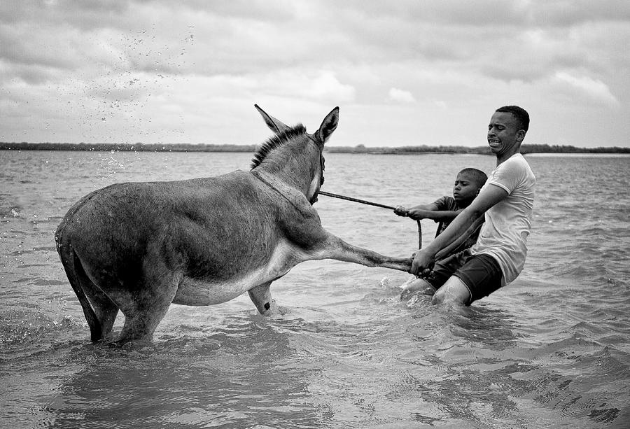 Donkey Photograph - Who Is The Most Stubborn In The Village? by Lorenzo Grifantini