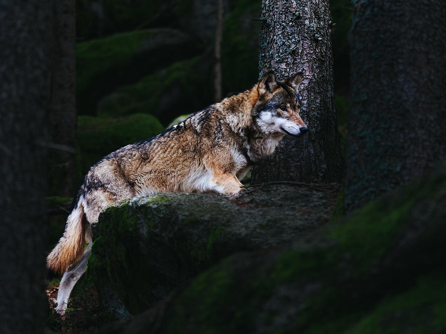 Who Let The Wolf Out? Photograph by Tereza Frank
