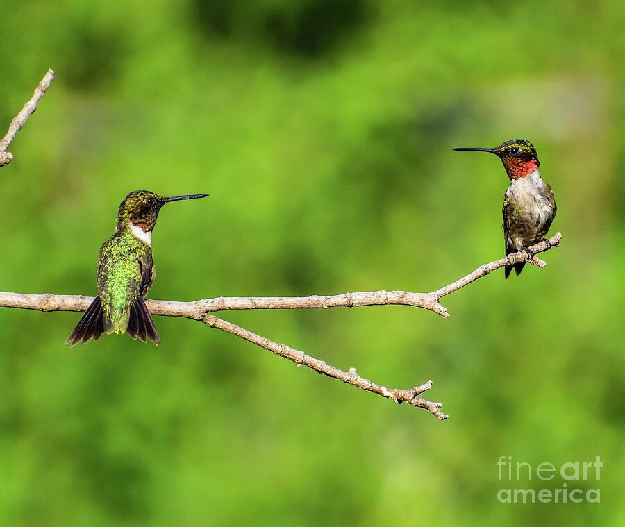 Who Said Two Male Ruby-throated Hummingbirds Cant Share The Same Branch Photograph