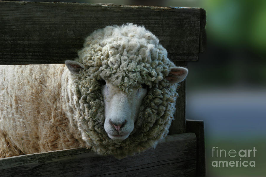Sheep Photograph - Who saves Me? Smile does. by Sandy Style