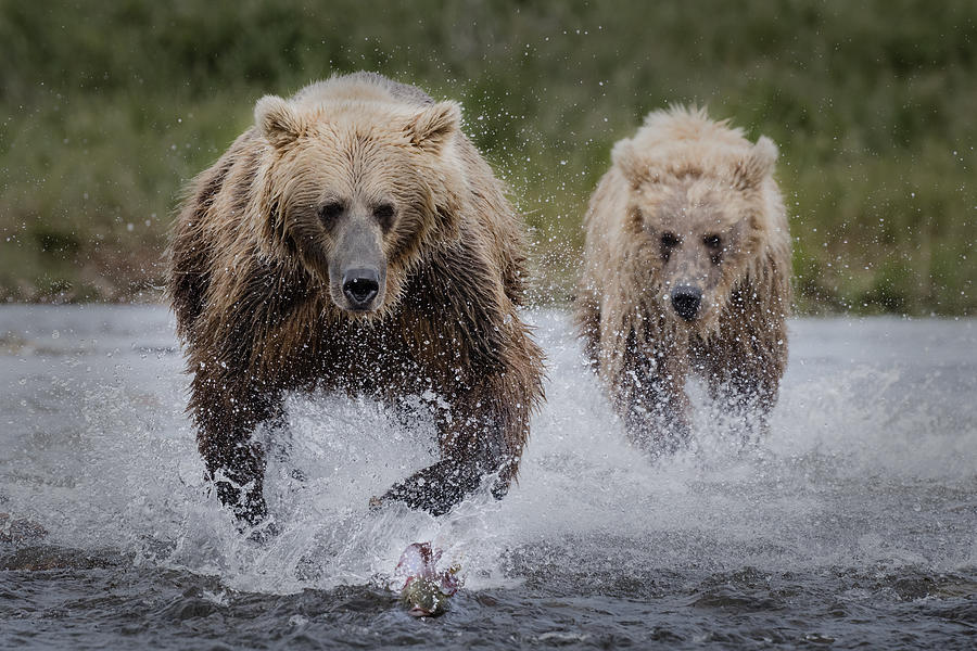 Bear Photograph - Who The Fastest? by Chao Feng ??