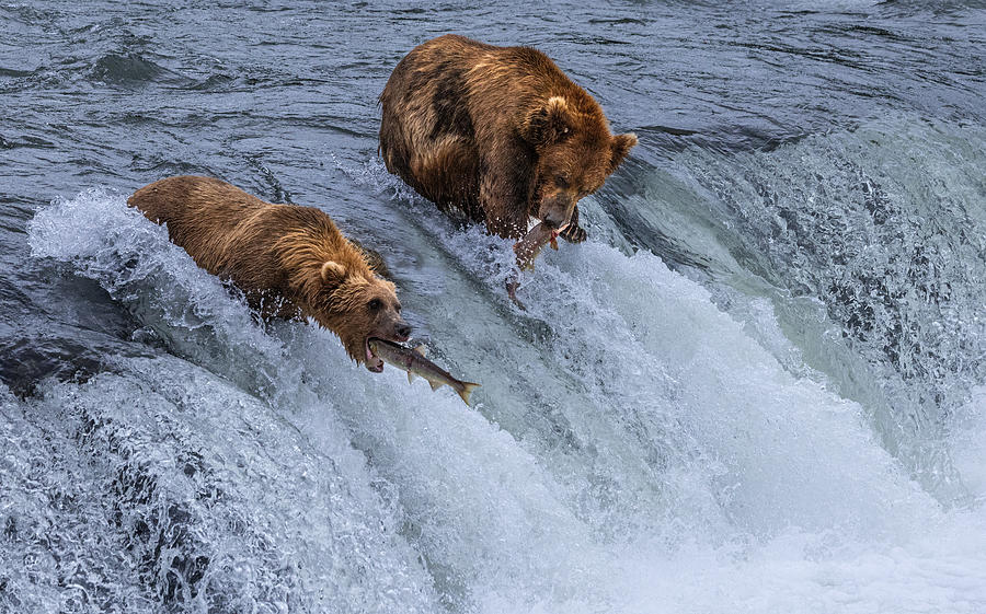 Brown Bear Photograph - Who Will Survive, Salmon Running Into Bear\s Mouth by Joy Pingwei Pan